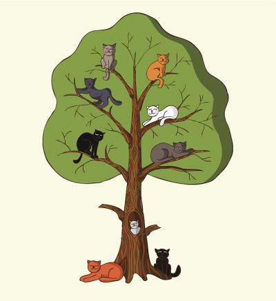 猫树