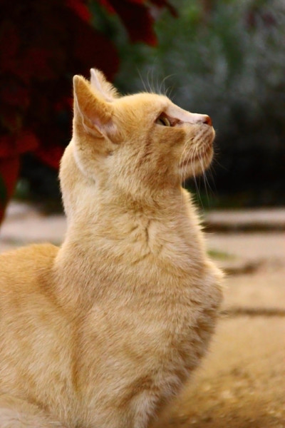 姜猫看