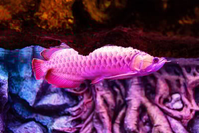 绿色基地红色龙鱼在近距离观察水族馆