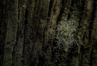 苔藓老树特写背景。