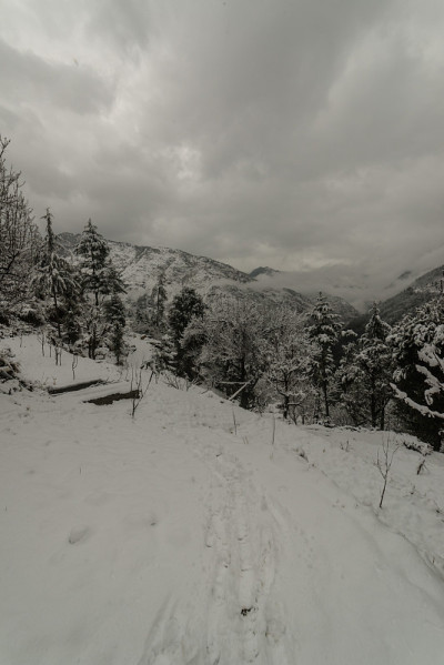冬天，喜马拉雅山上的树被雪覆盖