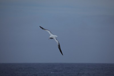 Albatros