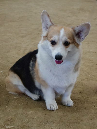 彭布罗克威尔士科基犬