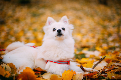 公园里的博美犬