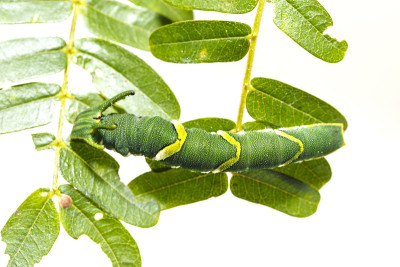 在寄主植物的叶子上行走的第5阶段的普通斑蝶(Polyura athamas)