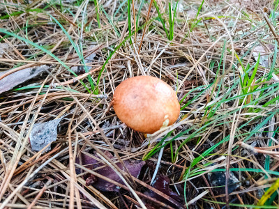 蘑菇