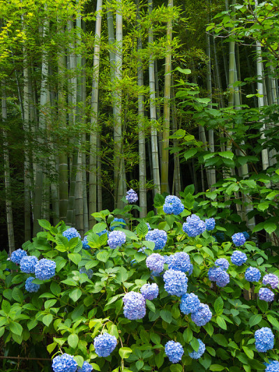 竹林和绣球花