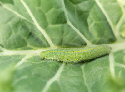 甘蓝叶上的肥卷心菜白蝴蝶幼虫，俯视图。
