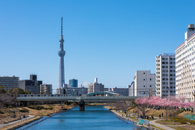 河津樱花和东京天空树在蓝天下