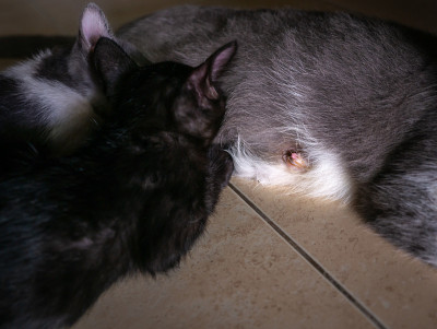 小黑猫正在吮吸妈妈的奶头