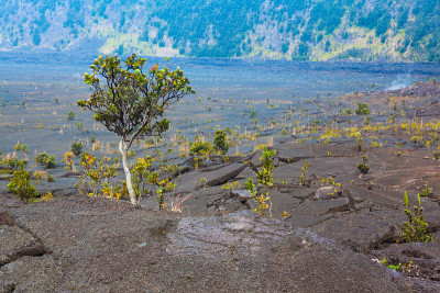 火山口地板