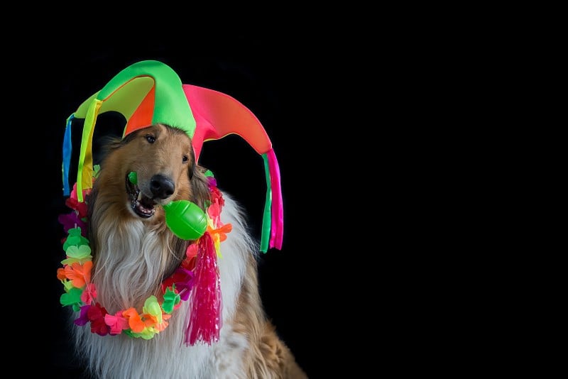 粗犷的柯利牧羊犬的肖像与小丑帽，夏威夷项链和马拉卡为狂欢节