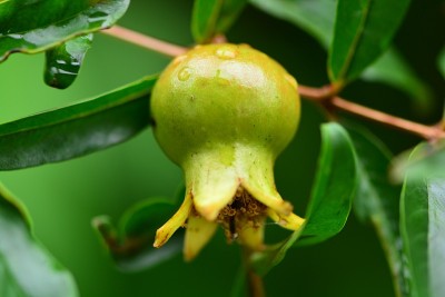 石榴