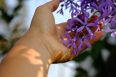 彼特拉在开花