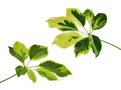 杂色叶，金色五毛草植物，异国情调的热带叶，孤立在白色背景与修剪路径