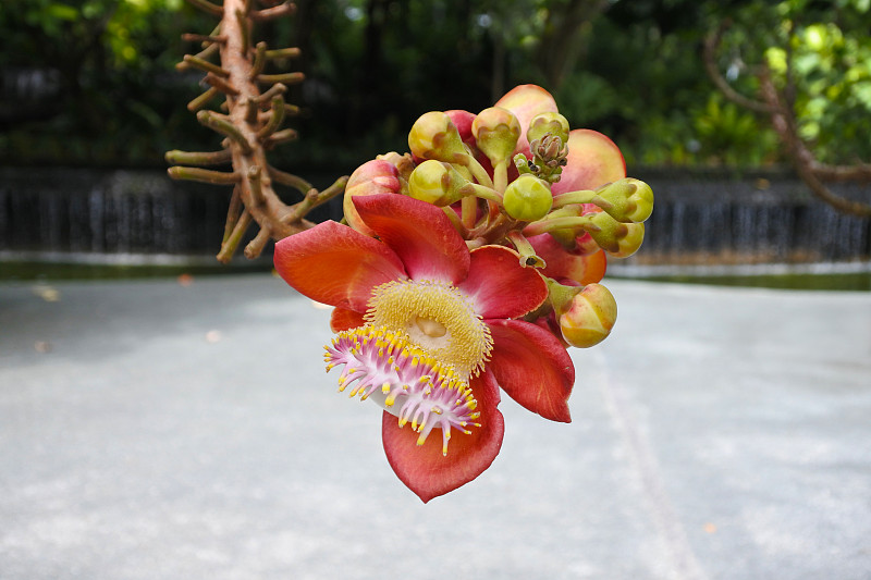 炮弹树花，古皮塔