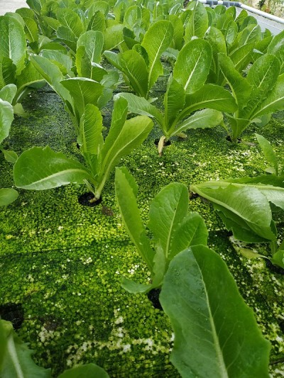 蔬菜