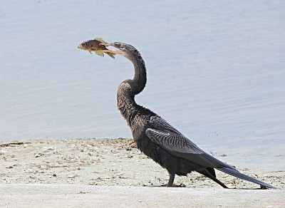 Anhinga (Anhinga Anhinga)与捕获的鱼在沙子上