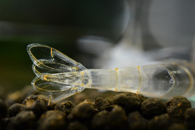 淡水天野虾蜕皮
