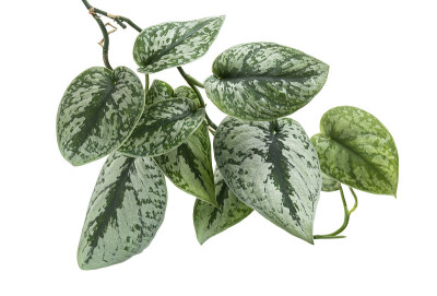 碧桃叶，锦缎植物，奇异的叶子孤立在白色的背景，与修剪路径