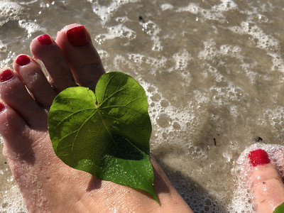 海上藤蔓上的心型叶子