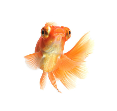 金鱼孤立在白色背景上