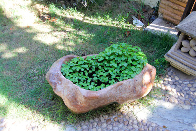 亚洲百合花，亚洲Pennywort，亚洲百合花。