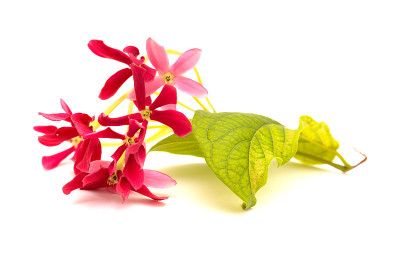 金银花，中国金银花
