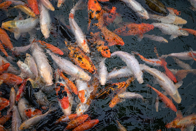 Carp fishes also know as Kohaku, Sanke, in the pon