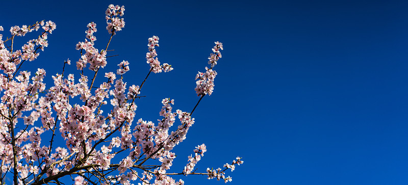 花花