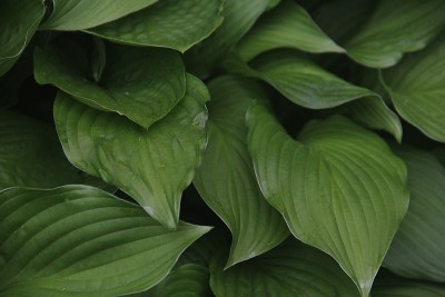 玉簪属草本植物植物