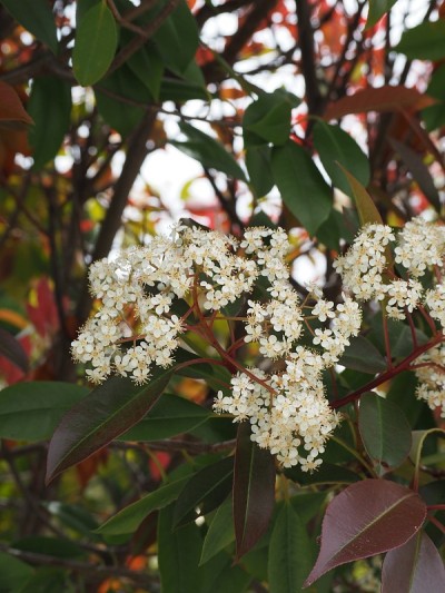 红叶石楠(photinia x fraseri)的白色花朵盛开