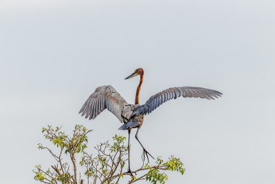 歌利亚鹭(Ardea Goliath)降落在乌干达默奇森瀑布国家公园的一根树枝上。