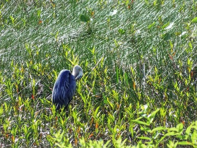 大蓝鹭- Ardea herodias