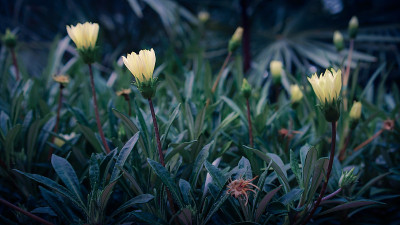 晚上花