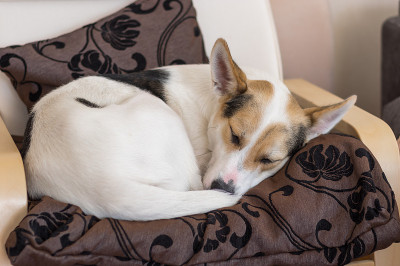 在椅子上睡觉的白色猎犬和北方猎犬的杂交品种
