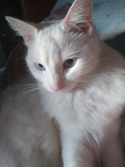 土耳其安哥拉猫