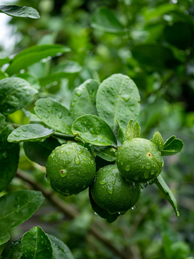 特写新鲜的绿色酸橙挂在一棵被雨打湿的树上。