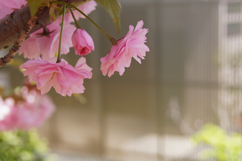 日本的双樱花