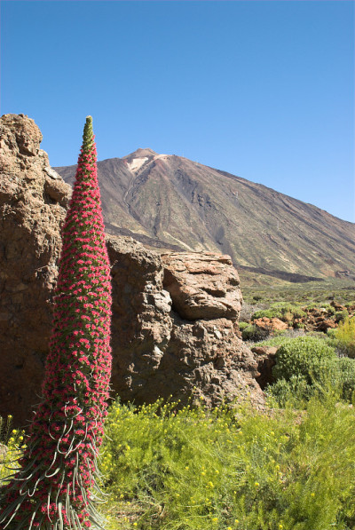 该Teide