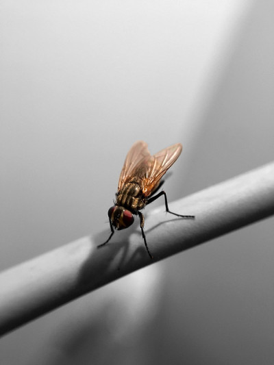美丽的肉蝇(Sarcophaga carnaria)
