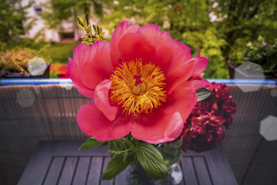 红色的花。