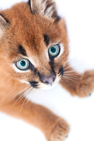 蓝眼睛的小野猫