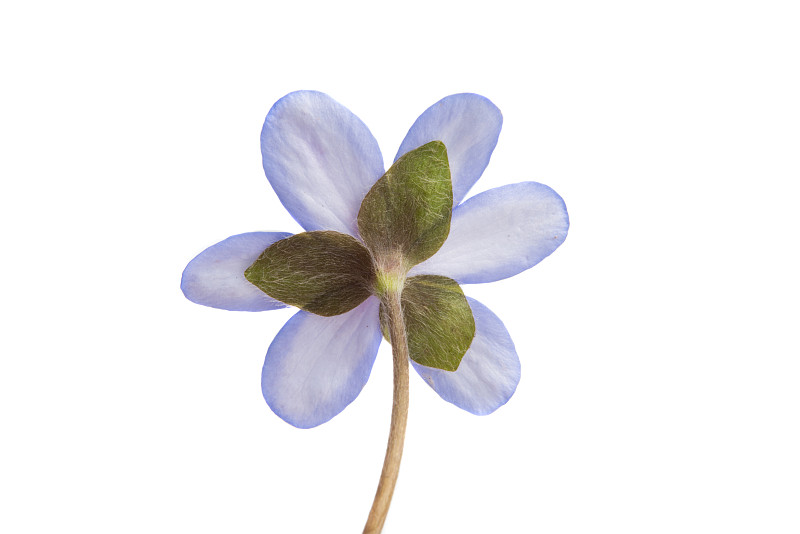 Hepatica nobilis