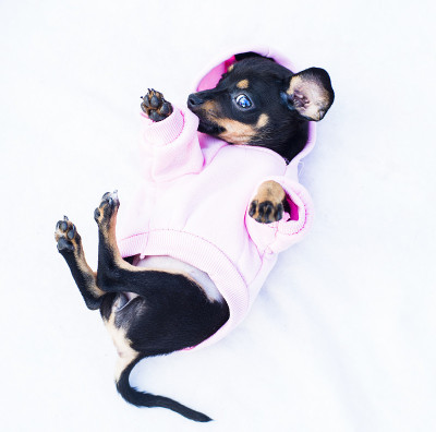 玩具小猎犬的小狗