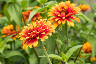 “好!黄色的火焰”Zinnia