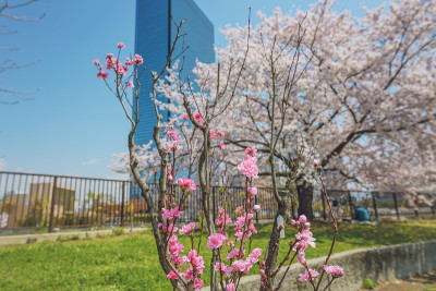 桃树和城市景观