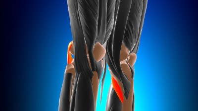 腘肌解剖医学概念3D