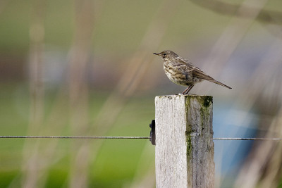 Post上的Meadow Pipit