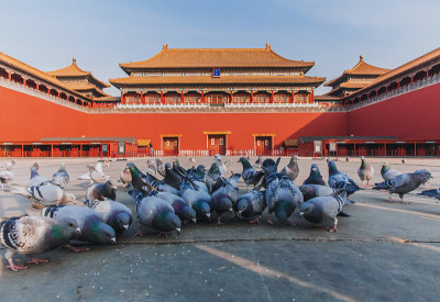 中国北京紫禁城广场上的鸽子。鸽子在北京紫禁城红墙前飞翔。图中牌匾的中文翻译:午门。